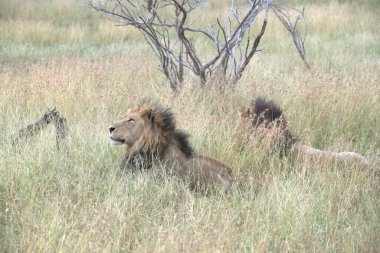 Masai Ulusal Parkı 'nda aslanlar