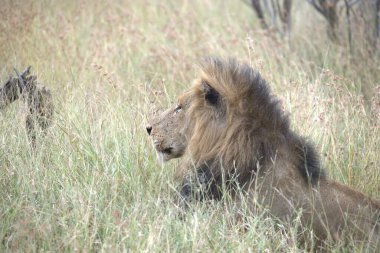 Erkek aslan çimlerde yatıyor, Kruger Milli Parkı