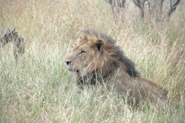 Kenya savanındaki aslan