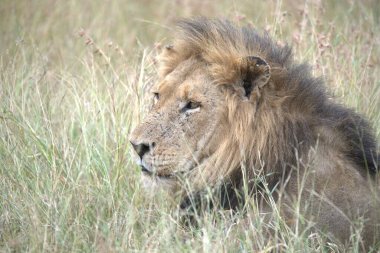 erkek aslan (panthera panthera )