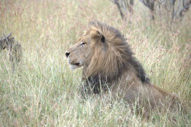 Kenya savanındaki aslan