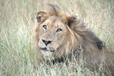 Kenya savanındaki aslan