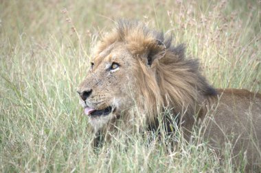 Kenya savanındaki aslan