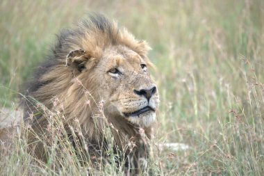 Kenya savanındaki aslan