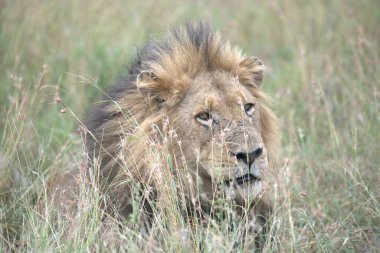 african lion in the wild of kenya