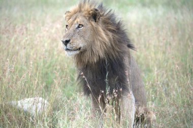 Otların arasında yürüyüş aslan