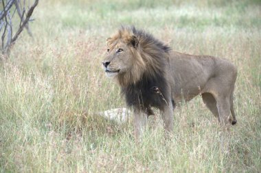 erkek aslan çim yürüyüş
