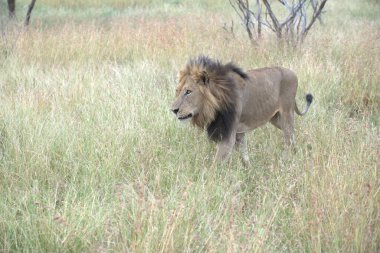 Bir erkek aslan bozkırda