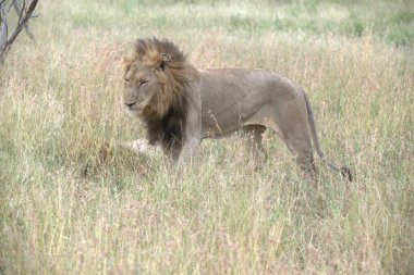 Kenya savanındaki aslan