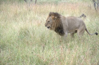 Kenya savanındaki aslan