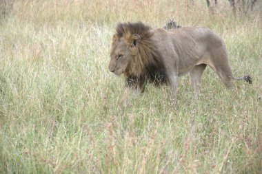 Kenya savanındaki aslan