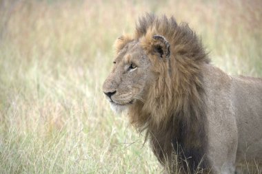 Kenya savanındaki aslan