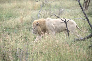 Savannah erkek aslan