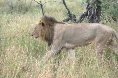 Kenya savanındaki aslan