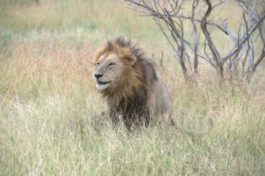 Kenya savanındaki aslan