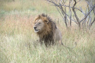 Kenya savanındaki aslan