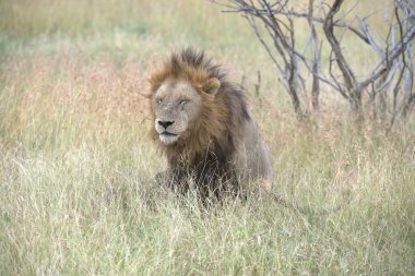 Savannah Kenya aslan