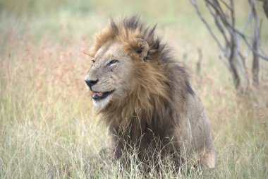 Kenya savanındaki aslan