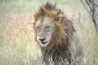 Masai Mara 'da erkek aslanlar