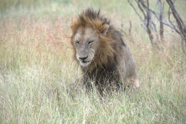 Otların arasında güzel bir erkek aslan.