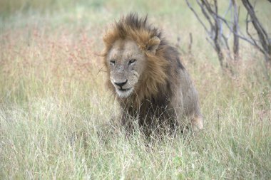 Savananın vahşi erkek aslanı