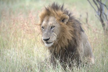 Kenya savanındaki aslan