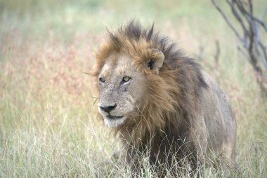 Kenya savanındaki aslan