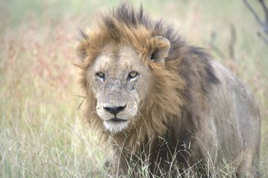 Aslan erkek portresi, hayvan, doğa