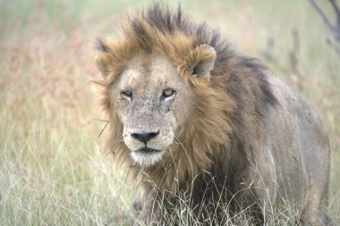 Kenya savanındaki aslan