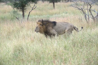 Erkek aslan, Kruger National Park, Güney Afrika