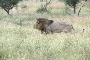 Kenya savanındaki aslan