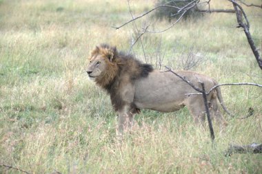 Kenya savanındaki aslan