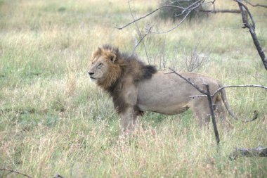 Afrika savanındaki aslanlar