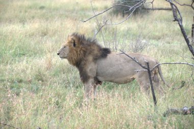 Kenya savanındaki aslan