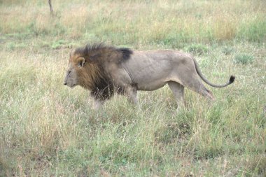 Kenya savanındaki aslan