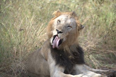 erkek aslan çim dinlenme