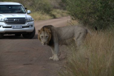 Kruger Ulusal Parkı 'nda araba ve aslan.
