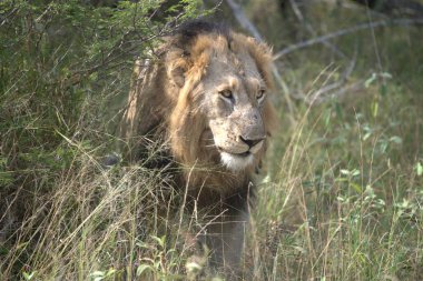 Aslan ın kruger national park, Güney Afrika