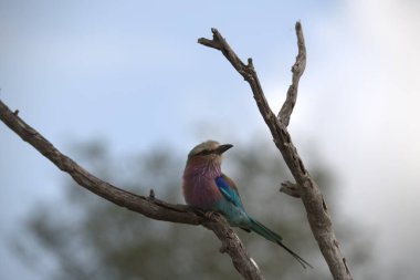 Güzel bir kuş görüntüsü.