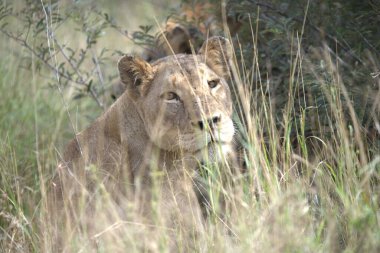 Kenya bozkırında dişi aslan.