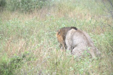 Kenya, Ulusal Park 'ta aslan