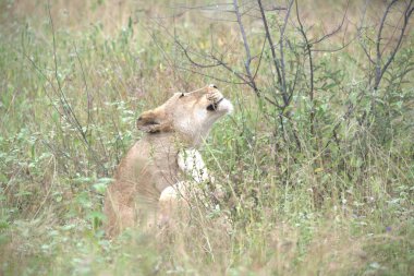 Kenya ulusal parkında çimlerde dişi aslan. Afrika. yüksek kaliteli fotoğraf