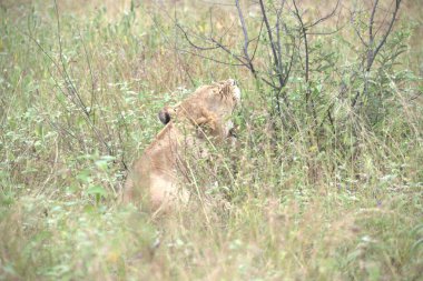 Kenya savanındaki aslan