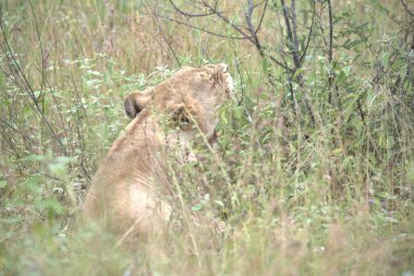 Kenya 'nın vahşi bozkırında aslan