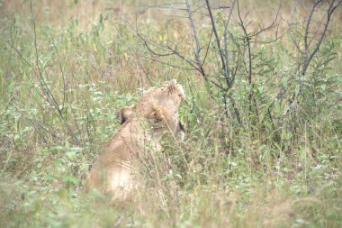 Kenya bozkırında bir aslan