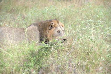 Aslan çimenlerde, Kenya