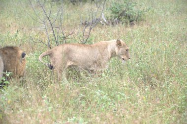 Afrika 'nın bozkırındaki aslan