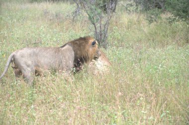 Kenya savanındaki aslan