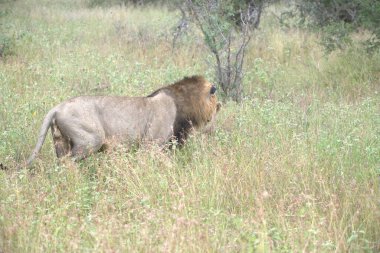 Aslan (panthera leo) çimenlerde yürüyor