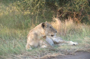 Aslan ovada yatıyor.